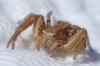 Xysticus sp.